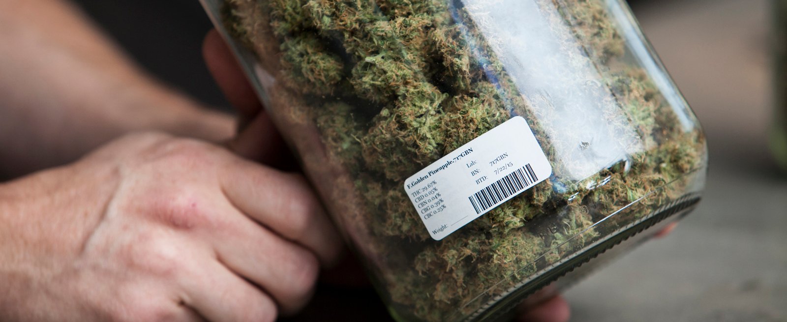 cannabis_581032325